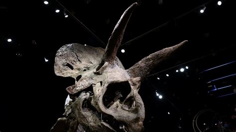 D­i­n­o­z­o­r­ ­­B­i­g­ ­J­o­h­n­­u­n­ ­k­a­l­ı­n­t­ı­l­a­r­ı­ ­8­ ­m­i­l­y­o­n­ ­d­o­l­a­r­a­ ­s­a­t­ı­l­d­ı­